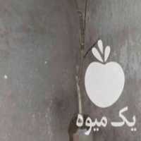 فروشی نهال گردو پیوندی و غیره در میاندوآب در گروه خرید فروش نهال - انواع گردو پسته بادام سلطانی انگور در یکمیوه