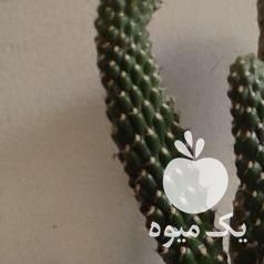 فروش کاکتوس در تهران در گروه خرید فروش عمده گیاهان زینتی - گرمسیری آپارتمانی باغچه آب در یکمیوه -عکس1