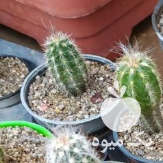 فروش کاکتوس بذری در تهران در گروه خرید فروش عمده گیاهان زینتی - گرمسیری آپارتمانی باغچه آب در یکمیوه -عکس1