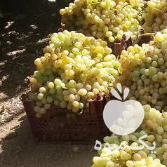 فروش انگور یعقوب شاه در همدان در گروه خرید فروش عمده انگور - یاقوتی شانی عسگری بی دانه قرمز در یکمیوه -عکس1