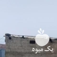 فروش اسب مادیون دره شوری در شیراز در گروه اسب و الاغ خر و فروش قاطر- ترکمن عربی سفید نر و ماده در یکمیوه -عکس1