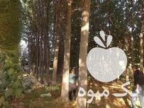 فروش تولید و توزیع انواع نهال پالونیا هیبرید اصلاح شده در شیراز در گروه خرید فروش نهال - انواع گردو پسته بادام سلطانی انگور در یکمیوه -عکس1