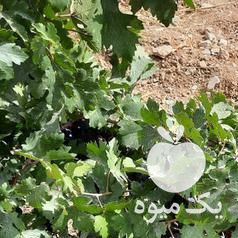 فروش انگور سیاه شانی سردشتی در شیراز در گروه خرید فروش عمده انگور - یاقوتی شانی عسگری بی دانه قرمز در یکمیوه -عکس1