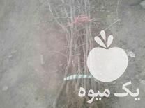 فروش نهال زرشک و عناب دو تا پنج سال کلی و جزئی نهالستان یاری در بیرجند در گروه خرید فروش نهال - انواع گردو پسته بادام سلطانی انگور در یکمیوه -عکس1