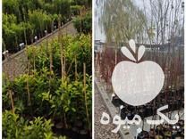 فروش نهال مرکبات و سیاه ریشه و استوایی در نکا در گروه خرید فروش نهال - انواع گردو پسته بادام سلطانی انگور در یکمیوه -عکس1