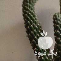 فروش کاکتوس در تهران در گروه خرید فروش عمده گیاهان زینتی - گرمسیری آپارتمانی باغچه آب در یکمیوه