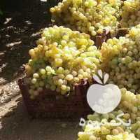فروش انگور یعقوب شاه در همدان در گروه خرید فروش عمده انگور - یاقوتی شانی عسگری بی دانه قرمز در یکمیوه