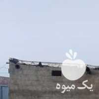 فروش اسب مادیون دره شوری در شیراز در گروه اسب و الاغ خر و فروش قاطر- ترکمن عربی سفید نر و ماده در یکمیوه