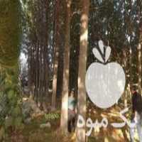 فروش تولید و توزیع انواع نهال پالونیا هیبرید اصلاح شده در شیراز در گروه خرید فروش نهال - انواع گردو پسته بادام سلطانی انگور در یکمیوه