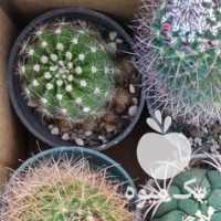 فروش کاکتوس بذری در اصفهان در گروه خرید فروش عمده گیاهان زینتی - گرمسیری آپارتمانی باغچه آب در یکمیوه