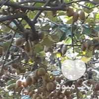 آگهی مشابه فروش کیوی وانار ترش موجود است 09118845124 در مشهد در گروه خرید فروش عمده انار - ساوه شیراز شیرین ترش در یکمیوه