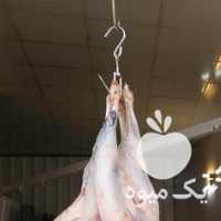 فروش گوشت گوسفندی در شیراز