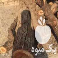 فروش چوب عناب سرخ در اصفهان در گروه خرید فروش عمده چوب- زغال چوب گردو تبریزی خام در یکمیوه
