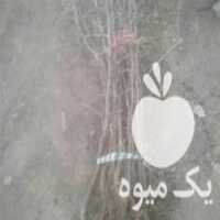 فروش نهال زرشک و عناب دو تا پنج سال کلی و جزئی نهالستان یاری در بیرجند در گروه خرید فروش نهال - انواع گردو پسته بادام سلطانی انگور در یکمیوه