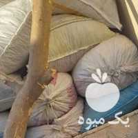 فروش ضایعات خرما  کده  در کرمان  در گروه خرید فروش عمده خرما - کبکاب تازه زاهدی خشک خارک در یکمیوه