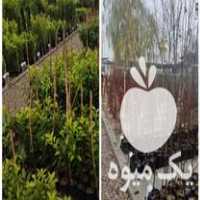 فروش نهال مرکبات و سیاه ریشه و استوایی در نکا در گروه خرید فروش نهال - انواع گردو پسته بادام سلطانی انگور در یکمیوه