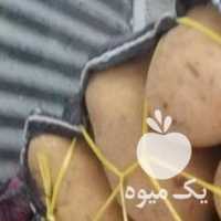 فروش سیب زمینی در اردبیل در گروه خرید فروش عمده سیب زمینی - زودرس دیررس آگریا اسپریت اردبیل همدان در یکمیوه