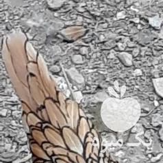 فروش مرغ و خروس مینیاتوری در تهران در گروه مرغ و خروس و بوقلمون و اردک قو قاز در یکمیوه -عکس1