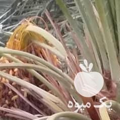 پیش خرید خرما زاهدی قصب  شاهانی رطب در جهرم در گروه خرید فروش عمده خرما - کبکاب تازه زاهدی خشک خارک در یکمیوه -عکس1