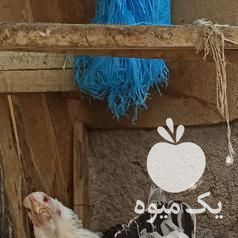 فروش مرغ و خروس برهما لایت رومانی در تهران در گروه مرغ و خروس و بوقلمون و اردک قو قاز در یکمیوه -عکس1