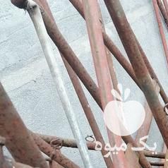 فروش پایه کیوی آماده در جهرم در گروه خرید فروش عمده کیوی - صادراتی مازندران تنکابن تالش در یکمیوه -عکس1