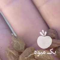 خرید کشمش آفتابی و تیزابی در قزوین در گروه آجیل - فروش عمده محصولات در یکمیوه