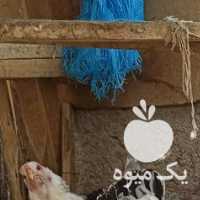 فروش مرغ و خروس برهما لایت رومانی در تهران در گروه مرغ و خروس و بوقلمون و اردک قو قاز در یکمیوه