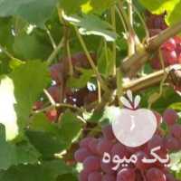 فروش انگور بیدانه سفید و قرمز در قزوین در گروه خرید فروش عمده انگور - یاقوتی شانی عسگری بی دانه قرمز در یکمیوه