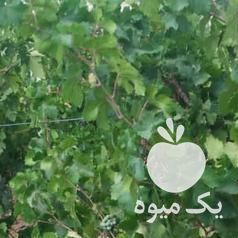 فروش انگور شانی و دیم کردستان در تهران در گروه خرید فروش عمده انگور - یاقوتی شانی عسگری بی دانه قرمز در یکمیوه -عکس1