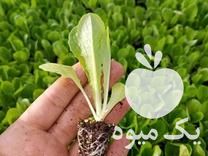 فروش نشا کاهو و کلم در اندیشه در گروه خرید فروش عمده کاهو - رسمی پیچ سالادی فرانسوی چینی قرمز در یکمیوه -عکس1