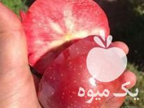 فروش نهال های کمیاب در تهران در گروه خرید فروش نهال - انواع گردو پسته بادام سلطانی انگور در یکمیوه -عکس1