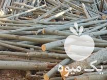 خرید انواع چوب میوه  ، کبوده  ، بید ، خشک و   در فارسان در گروه خرید فروش عمده چوب- زغال چوب گردو تبریزی خام در یکمیوه -عکس1