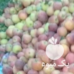 فروش سیب قرمز وسیب مشهد در ارومیه در گروه خرید فروش عمده سیب - زرد و قرمز گلاب پاییزه در یکمیوه -عکس1