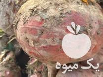 فروش چغندر و شلغم دامی بدون برگ و خاک در یزد در گروه خرید فروش عمده شلغم - تازه خام محصولات کشاورزی در یکمیوه -عکس1