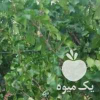 فروش انگور شانی و دیم کردستان در تهران در گروه خرید فروش عمده انگور - یاقوتی شانی عسگری بی دانه قرمز در یکمیوه