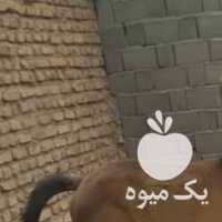 فروش اسب و کره در شیراز در گروه اسب و الاغ خر و فروش قاطر- ترکمن عربی سفید نر و ماده در یکمیوه