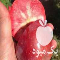 فروش نهال های کمیاب در تهران در گروه خرید فروش نهال - انواع گردو پسته بادام سلطانی انگور در یکمیوه