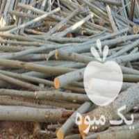 خرید انواع چوب میوه  ، کبوده  ، بید ، خشک و   در فارسان در گروه خرید فروش عمده چوب- زغال چوب گردو تبریزی خام در یکمیوه