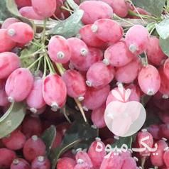 فروش زرشک تازه در بیرجند در گروه خرید فروش عمده ازگیل و تمشک و زرشک - ژاپنی فروش مستقیم در یکمیوه -عکس1