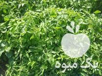 فروش نشاء گوجه فرنگی در کهنوج در گروه خرید فروش نشا - انواع گوجه برنج کاهو پیاز کاری فرنگی در یکمیوه -عکس1