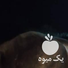 فروش اسب کره نریان مشکی در اصفهان در گروه اسب و الاغ خر و فروش قاطر- ترکمن عربی سفید نر و ماده در یکمیوه -عکس1