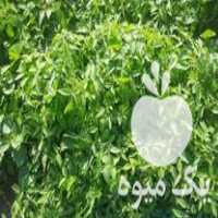 فروش نشاء گوجه فرنگی در کهنوج در گروه خرید فروش نشا - انواع گوجه برنج کاهو پیاز کاری فرنگی در یکمیوه