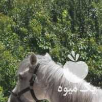 فروش اسب جوان در اصفهان در گروه اسب و الاغ خر و فروش قاطر- ترکمن عربی سفید نر و ماده در یکمیوه