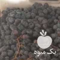 فروش انگور شانی سردشت در همدان در گروه خرید فروش عمده انگور - یاقوتی شانی عسگری بی دانه قرمز در یکمیوه