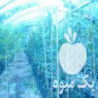 فروش نهال لیموترش چهارفصل در ساری در گروه خرید فروش نهال - انواع گردو پسته بادام سلطانی انگور در یکمیوه
