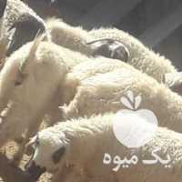 فروش 15 راس گوسفند میش دورگه شیرازی دوقلو زا در تهران