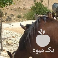 فروش اسب وکره مادیان در شیراز در گروه اسب و الاغ خر و فروش قاطر- ترکمن عربی سفید نر و ماده در یکمیوه -عکس1