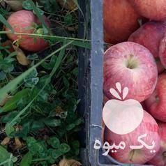 فروش سیب در ارومیه در گروه خرید فروش عمده سیب - زرد و قرمز گلاب پاییزه در یکمیوه -عکس1