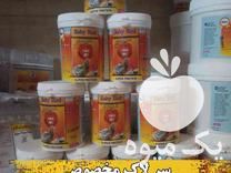 فروش سرلاک پرنده زیر قیمت بازار  ،  سر لاک ویژه جوجه عروس هلندی در اصفهان در گروه انواع پرنده - زینتی عروس هما مینا طوطی مرغ عشق در یکمیوه -عکس1