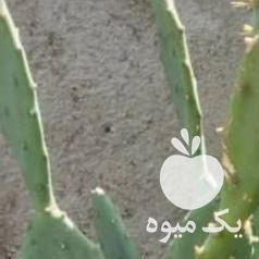 فروش کاکتوس و آلوورا در تهران در گروه خرید فروش عمده گیاهان زینتی - گرمسیری آپارتمانی باغچه آب در یکمیوه -عکس1